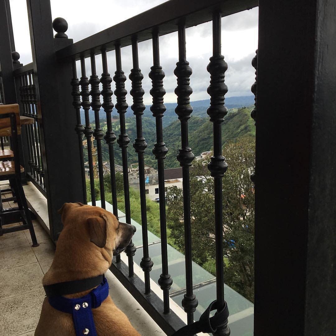 12 PetFriendly Places in Tagaytay for you and your furry friend! Booky
