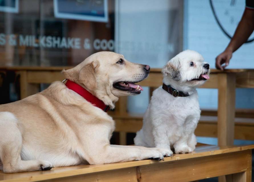 dogs-on-a-bench