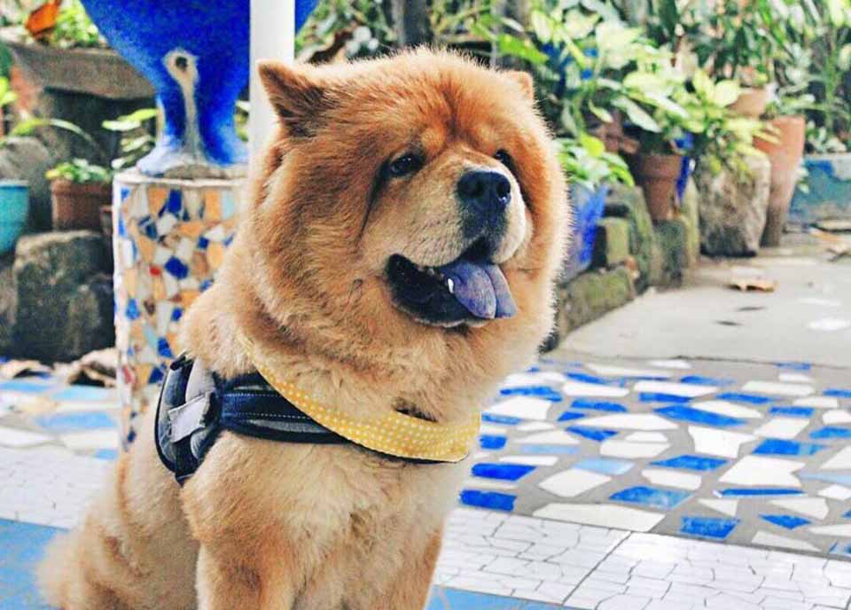 chow-chow