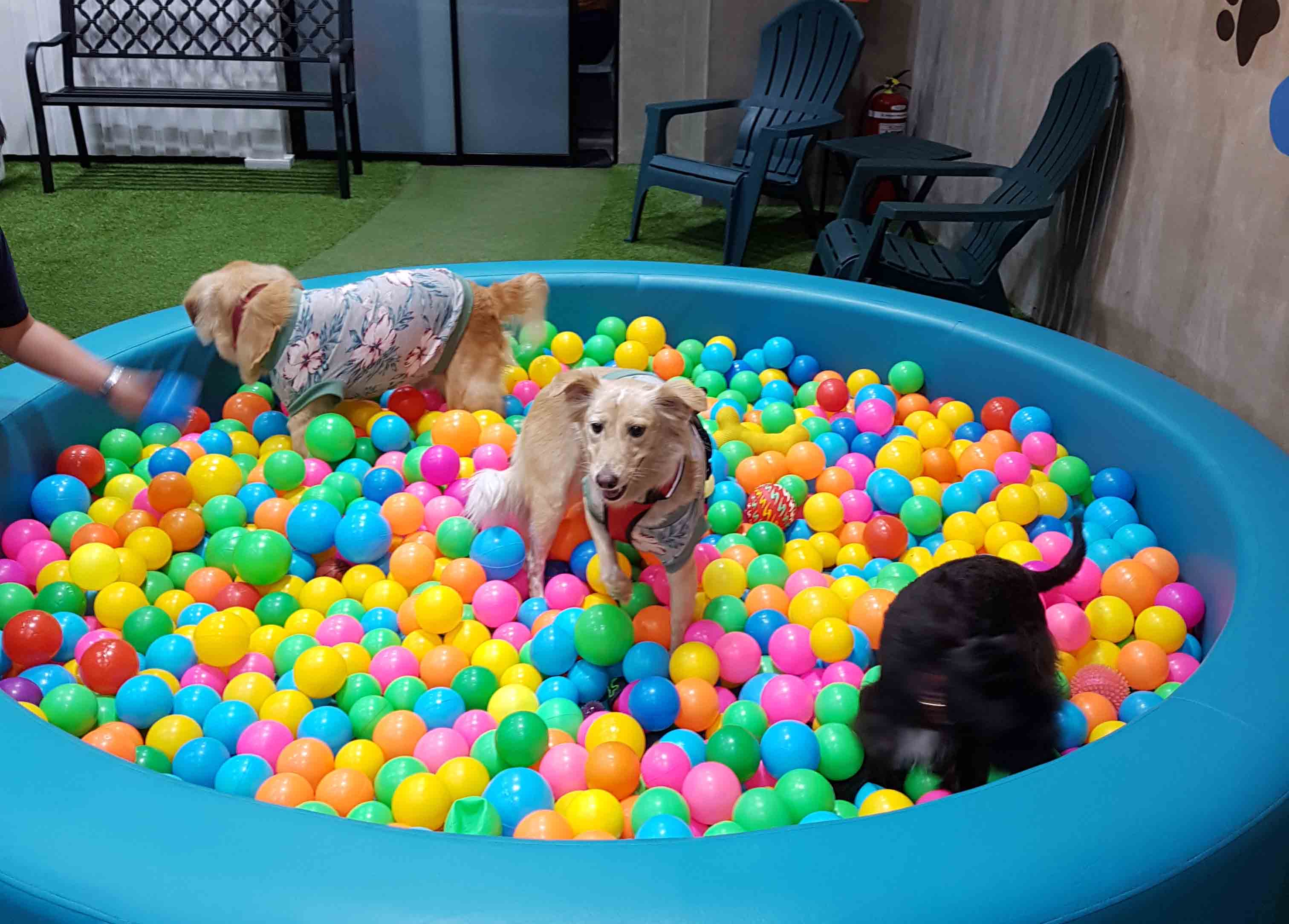 22 Pet Friendly Restaurants In Manila To Spoil Your Four Legged BFF Booky