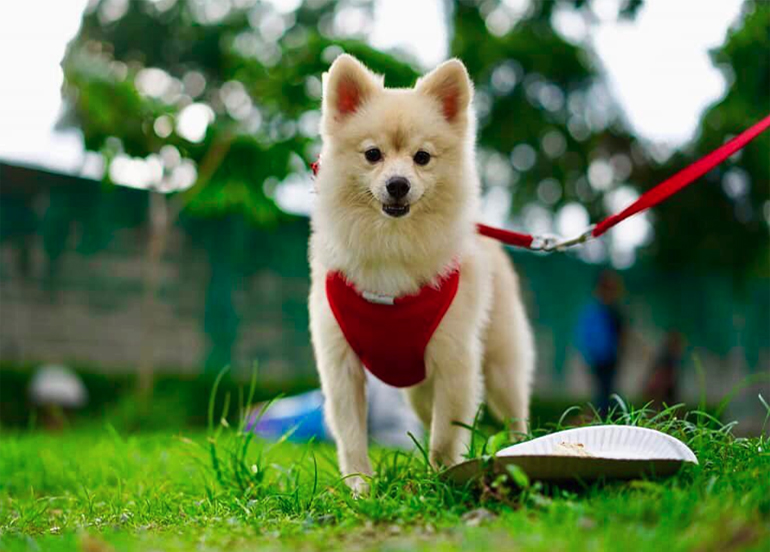 Dog at Greenway Park