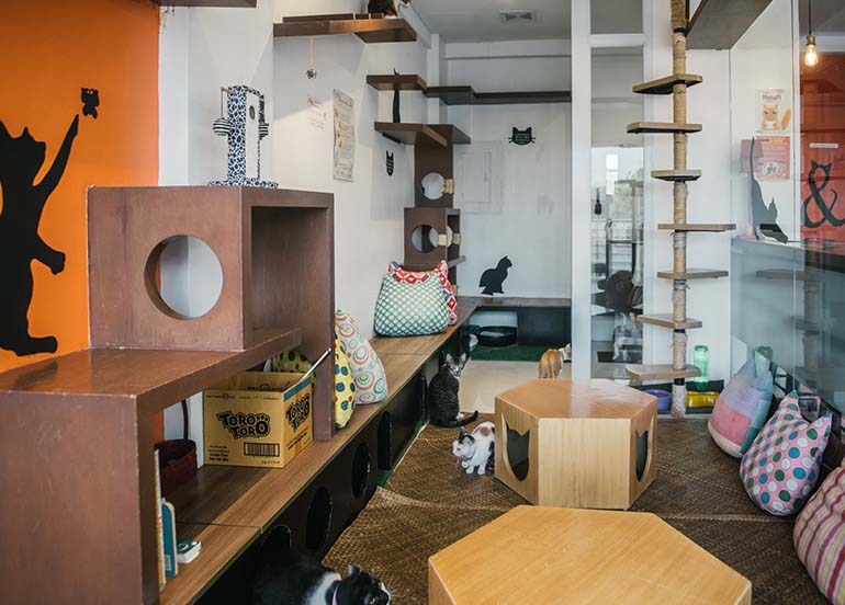 Interiors of Cats and Crumbs